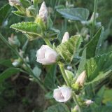 Althaea officinalis