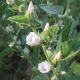 Althaea officinalis. Верхушка цветущего растения. Ростовская обл., Верхушка цветущего растения. Усть-Донецкий р-н, окр. п Огиб, опушка пойменного леса. 31.07.2010.