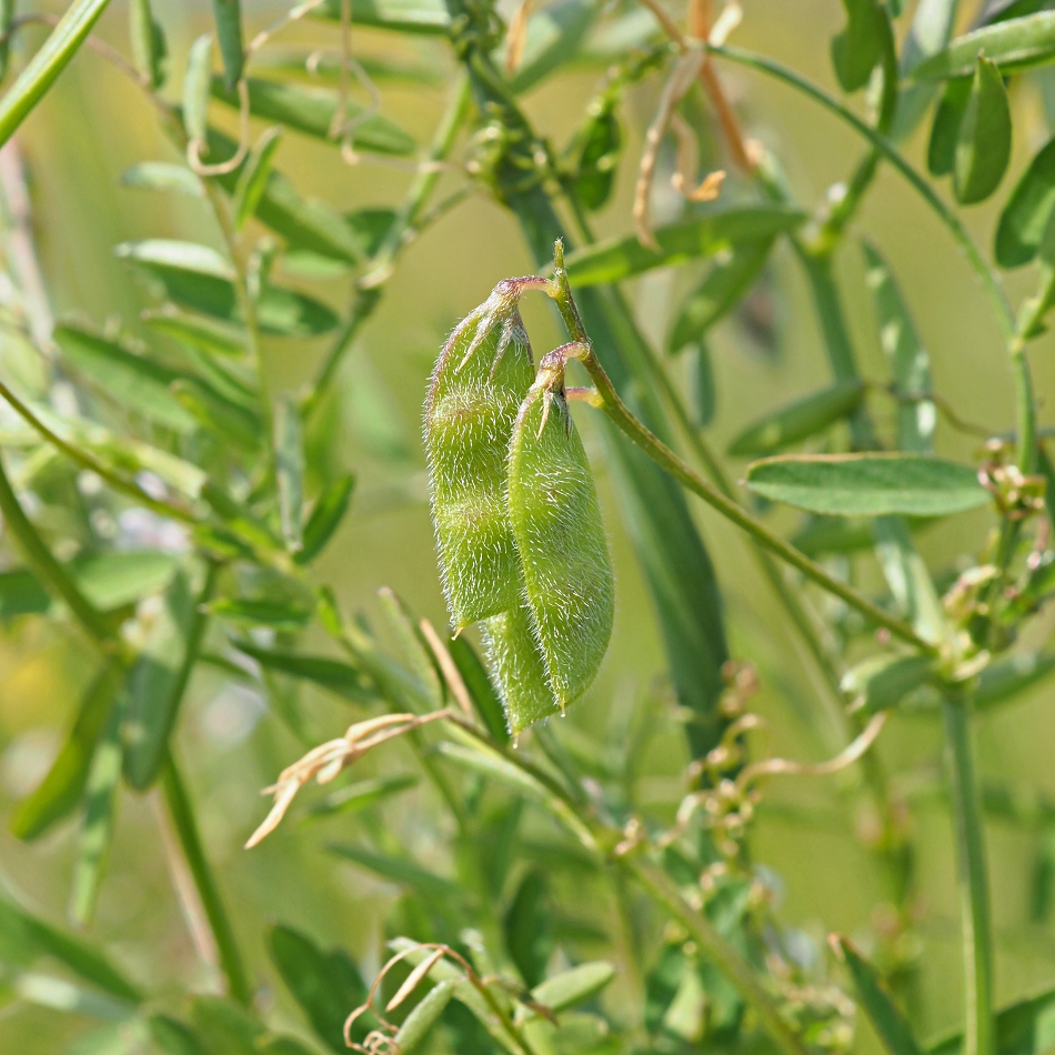 Image of Vicia hirsuta specimen.