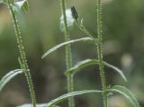 Picris japonica