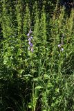 Campanula rapunculoides. Цветущие растения в сообществе с Urtica dioica. Ленинградская обл., Ломоносовский р-н, окр. дер. Мал. Забородье, разнотравный луг. 17.07.2024.