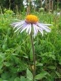 Erigeron flaccidus