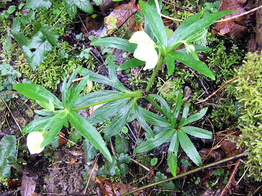 Изображение особи Helleborus viridis.