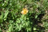 genus Trollius