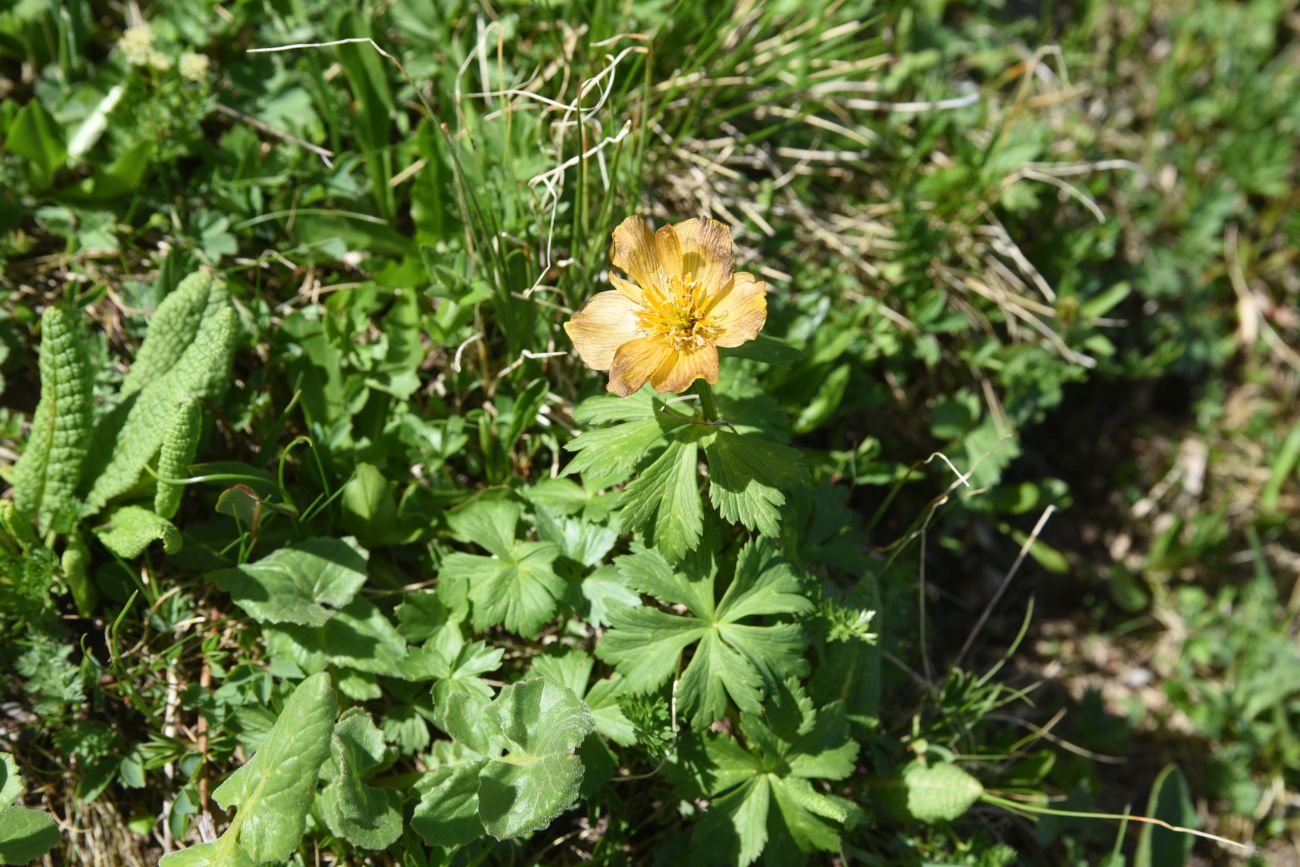 Изображение особи род Trollius.
