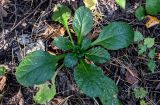 Ajuga reptans