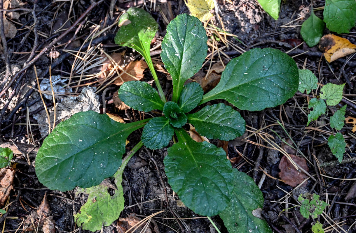 Image of Ajuga reptans specimen.