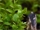Vaccinium myrtillus