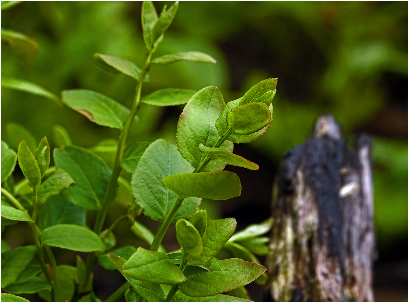 Изображение особи Vaccinium myrtillus.