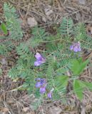 Vicia sosnowskyi