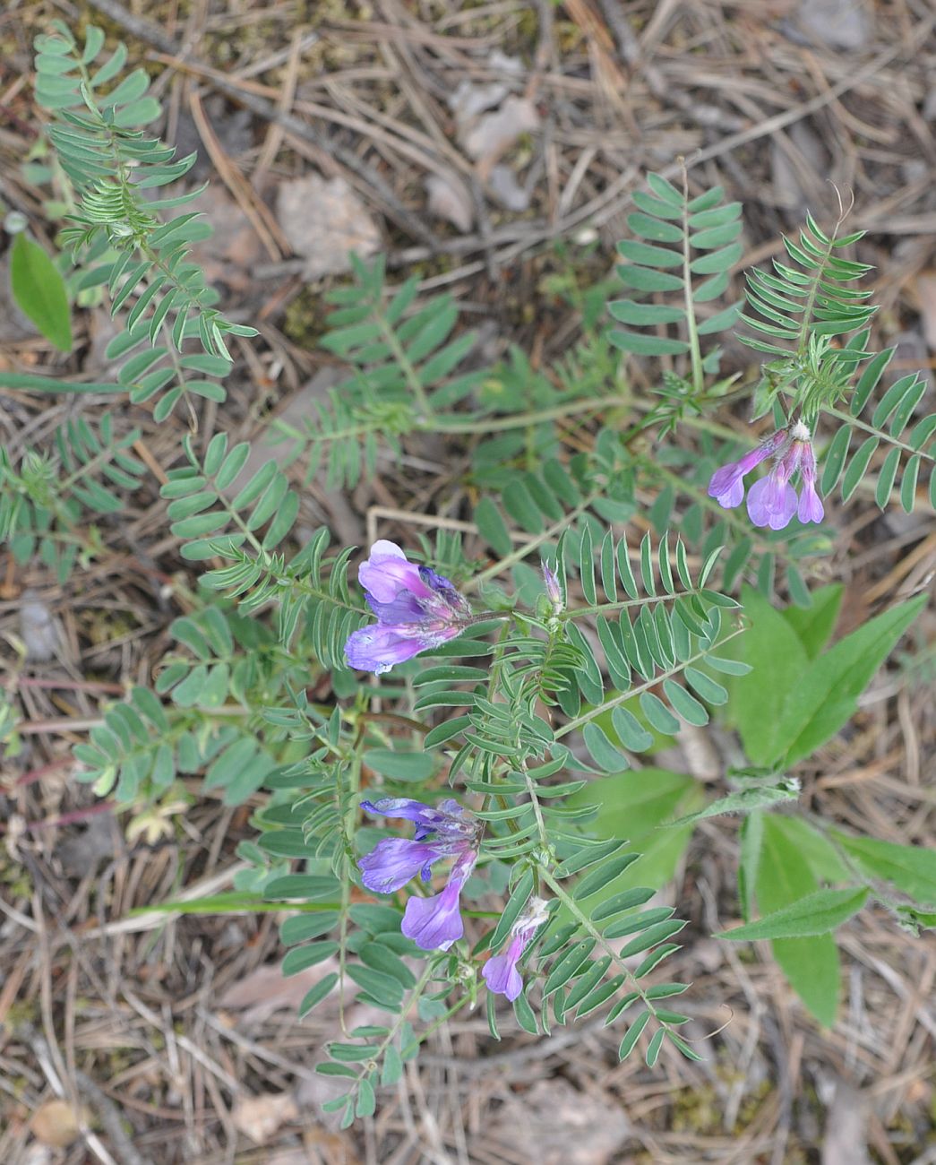 Image of Vicia sosnowskyi specimen.
