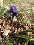 Muscari neglectum. Зацветающее растение. Крым, Балаклава. 7 марта 2011 г.
