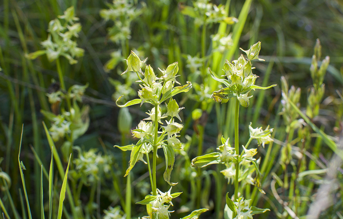 Image of Halenia corniculata specimen.