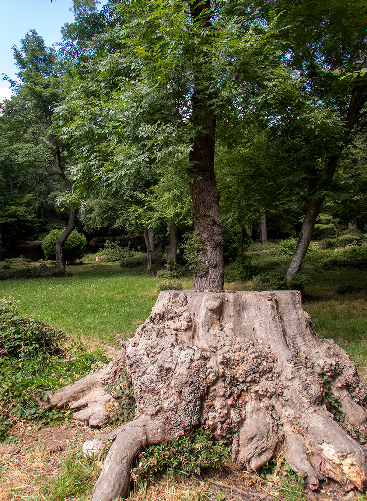 Изображение особи род Fraxinus.