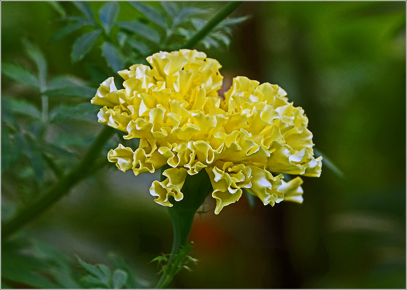 Image of Tagetes erecta specimen.