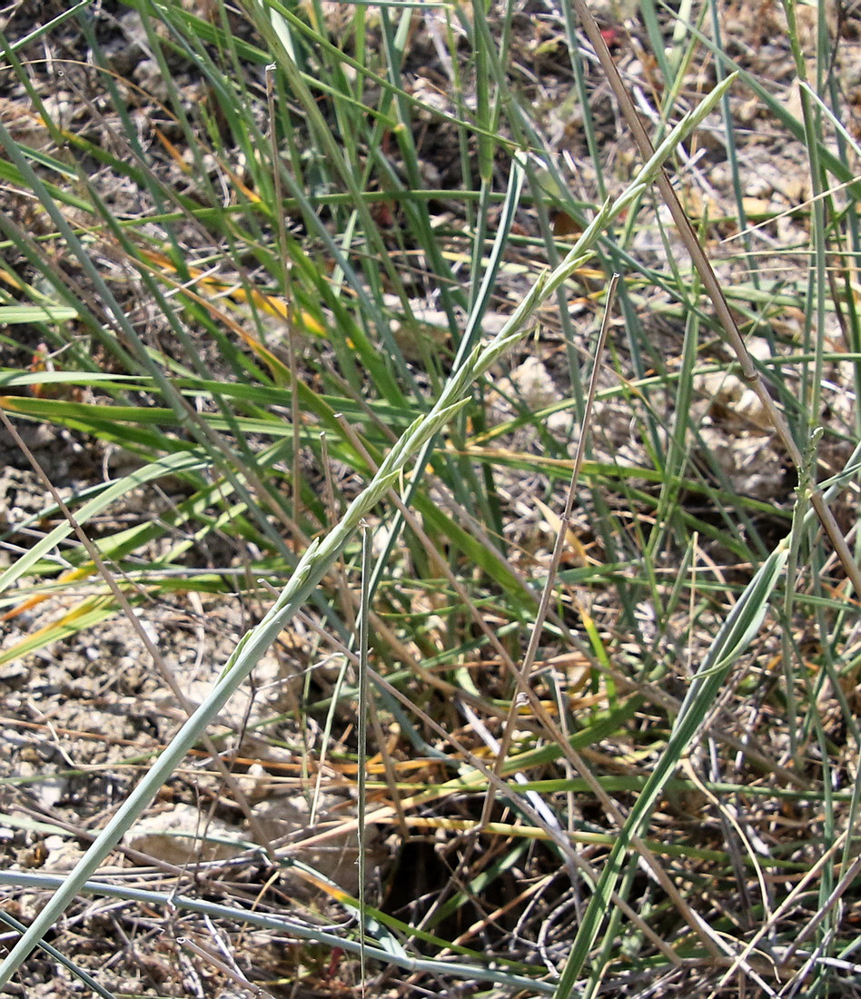 Image of Elytrigia obtusiflora specimen.