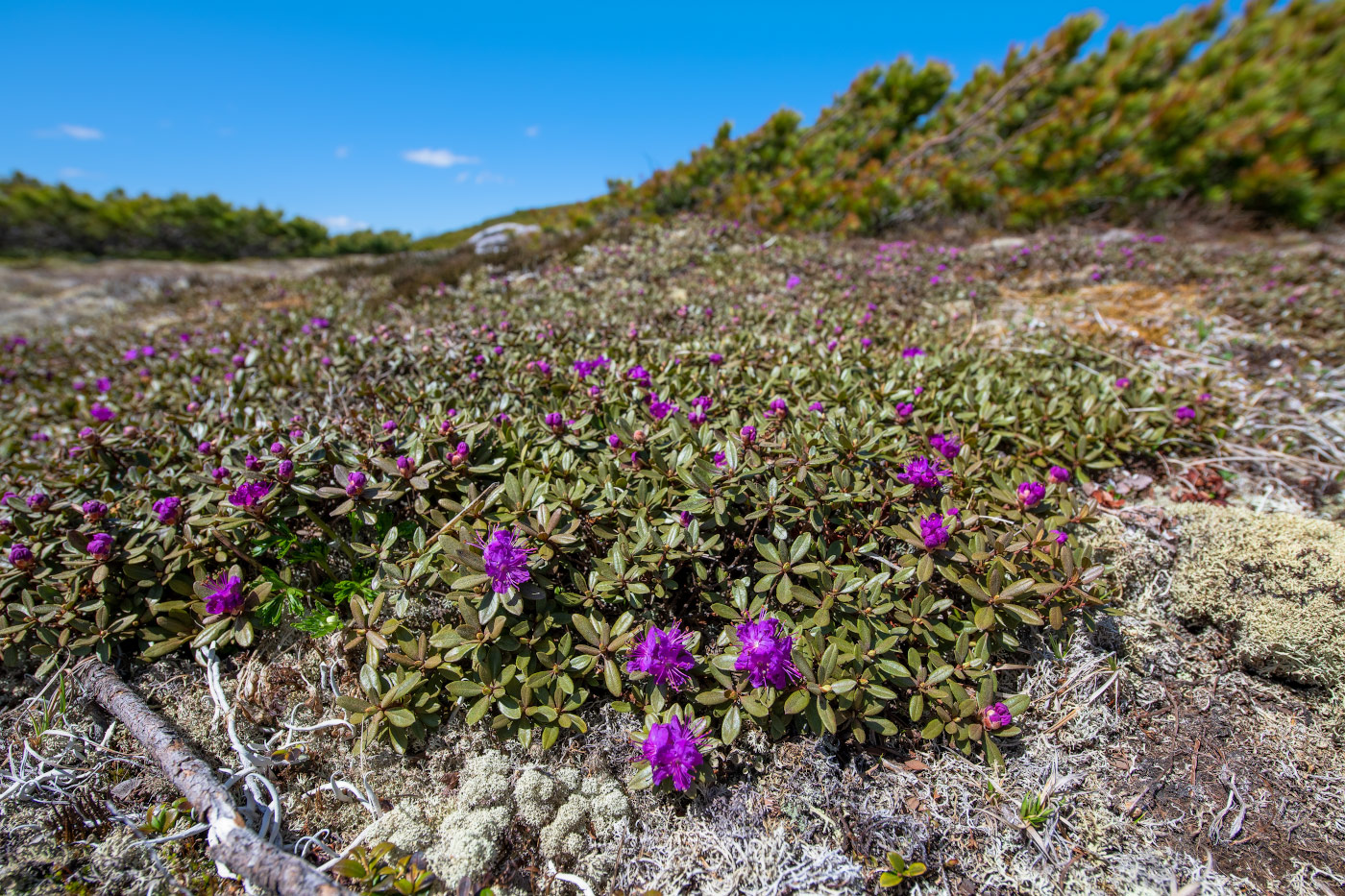 Image of Rhododendron parvifolium specimen.