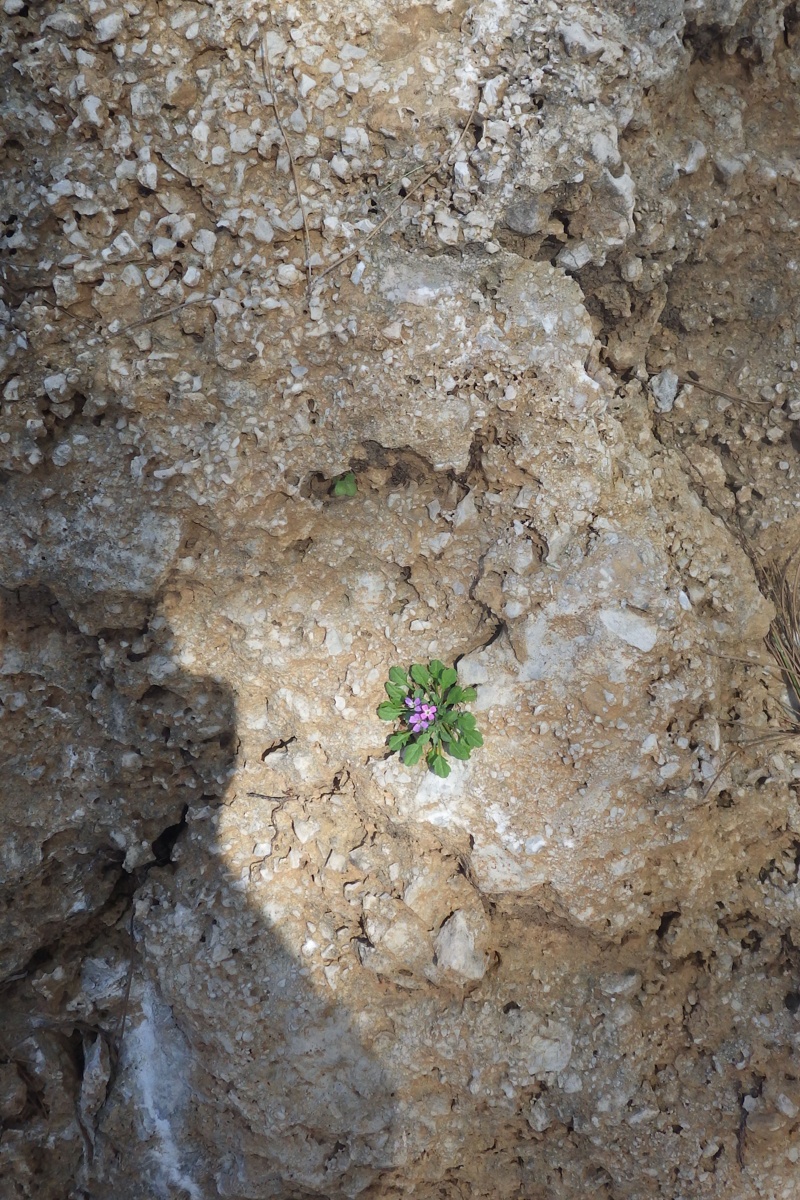 Изображение особи Malcolmia flexuosa.