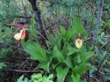 Cypripedium calceolus. Цветущие растения на крутом берегу, поросшем лиственницей. Коми, Интинский р-н, Нац. парк \"Югыд Ва\", р. Кожим. 01.07.2010.