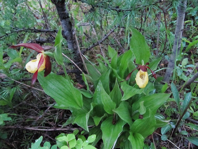 Изображение особи Cypripedium calceolus.