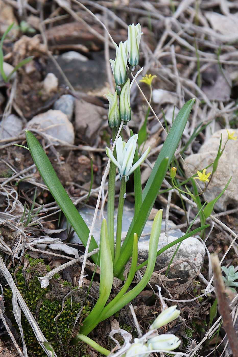 Image of Scilla puschkinioides specimen.