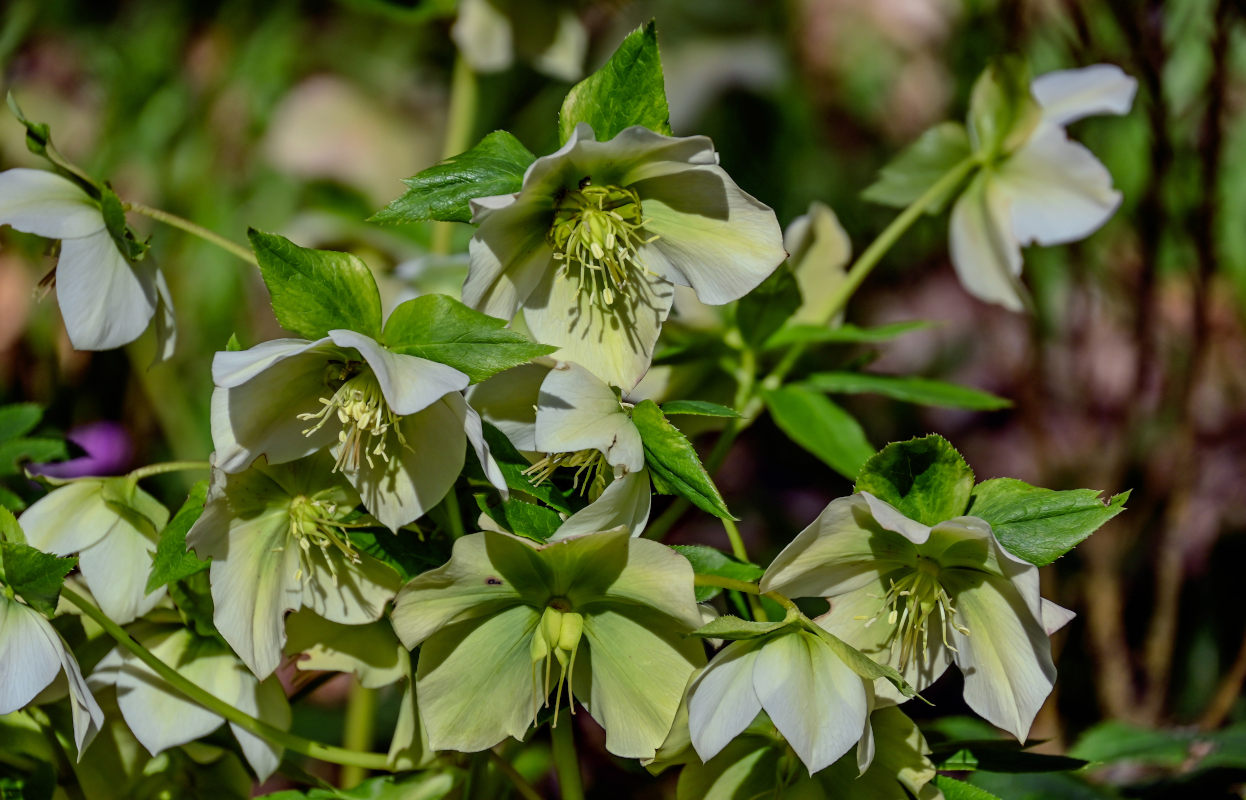 Image of Helleborus caucasicus specimen.
