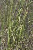 View full-size image Hordeum bulbosum