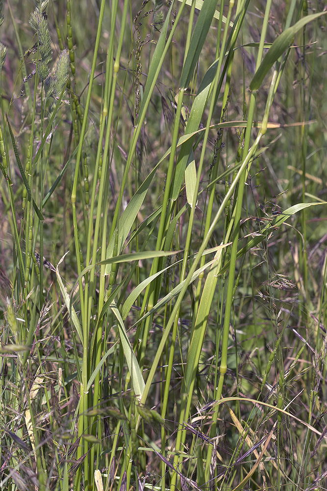 Image of Hordeum bulbosum specimen.