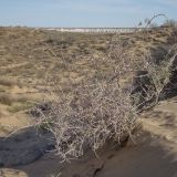 Astragalus ammodendron
