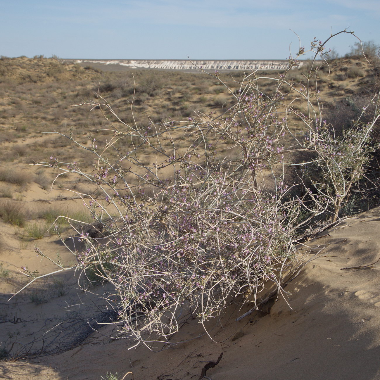 Изображение особи Astragalus ammodendron.