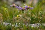 Aster alpinus