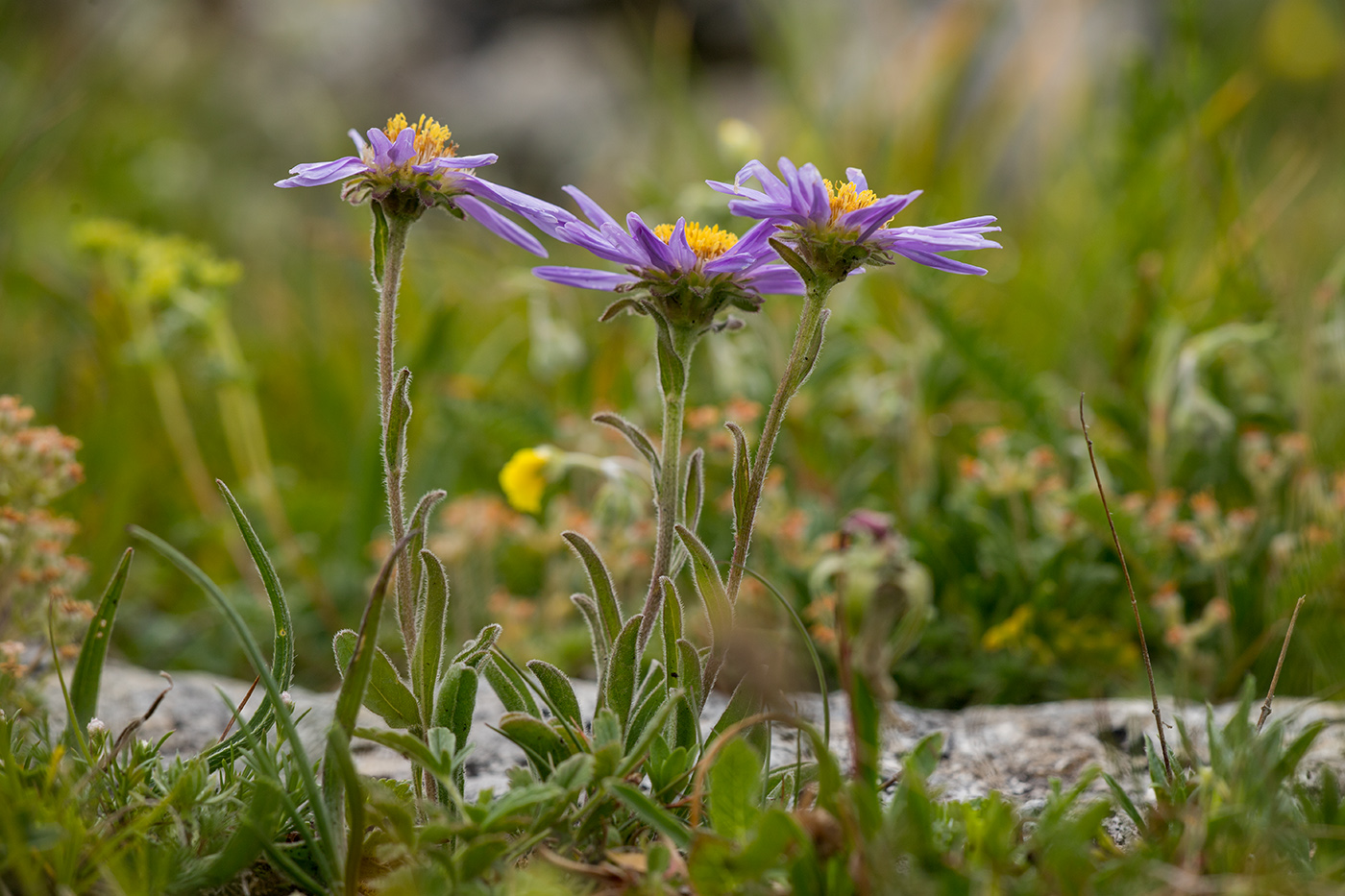 Image of Aster alpinus specimen.