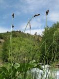 Carex popovii. Верхушки побегов с соцветиями. Казахстан, Жамбылская обл., Жуалынский р-н, запов. \"Аксу-Джабаглы\"; Таласский Алатау, ущ. Коксай, ≈ 2200 м н.у.м., берег речки. 1 июня 2025 г.