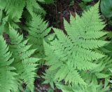 Dryopteris expansa