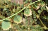 Cicer songaricum