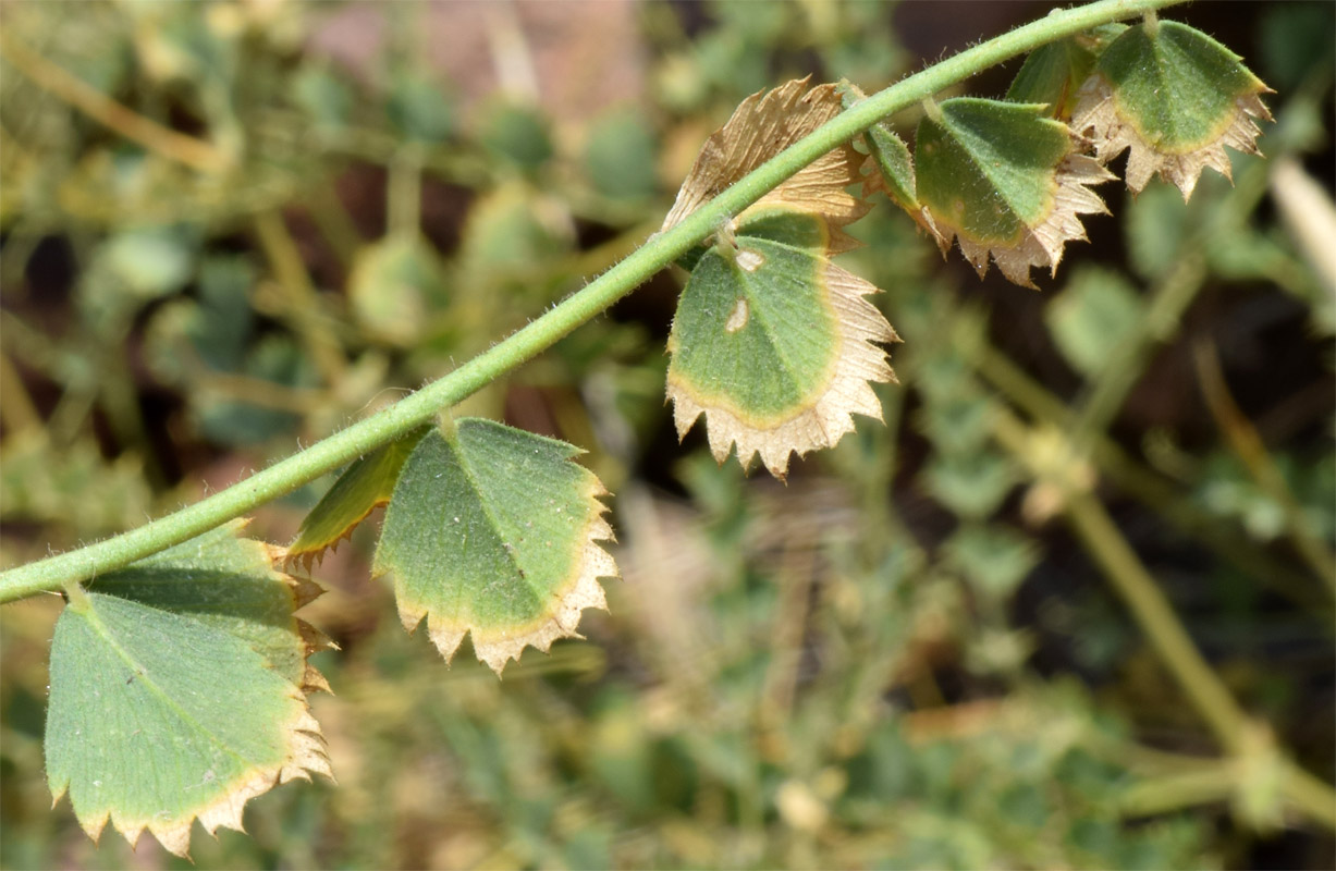 Image of Cicer songaricum specimen.