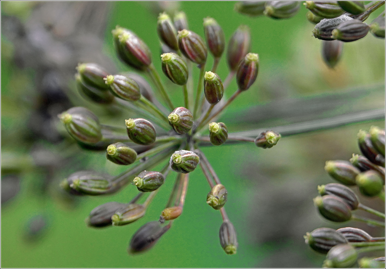 Изображение особи Anethum graveolens.
