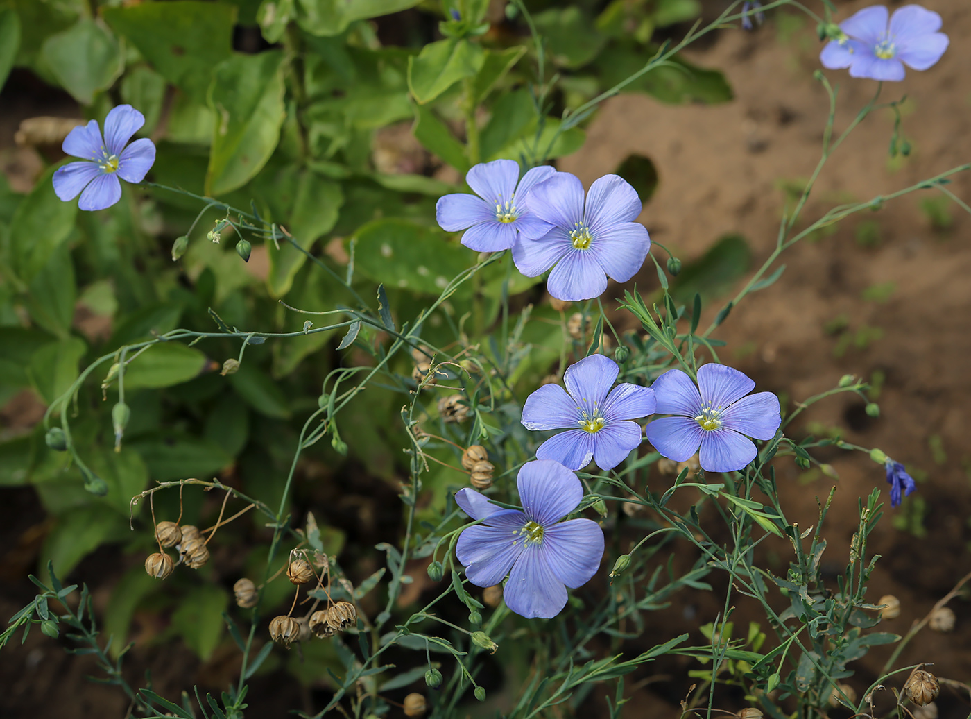 Изображение особи Linum perenne.