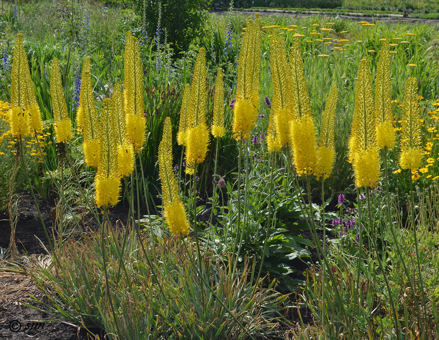 Image of Eremurus stenophyllus specimen.