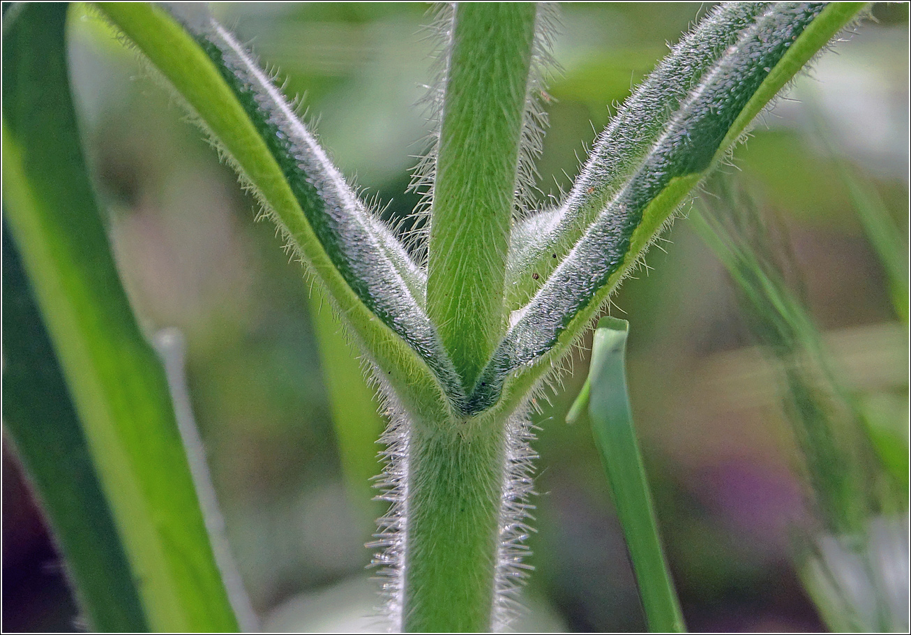 Изображение особи Knautia arvensis.