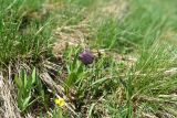 Fritillaria latifolia