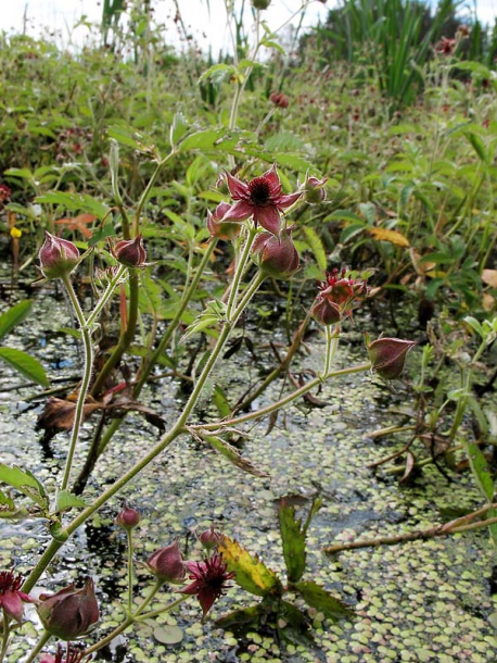 Image of Comarum palustre specimen.