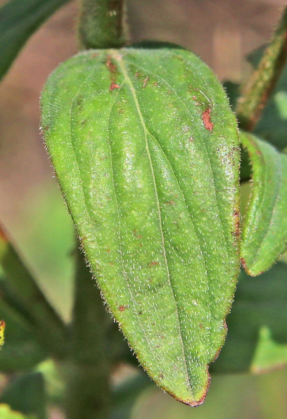 Image of Hypericum hirsutum specimen.