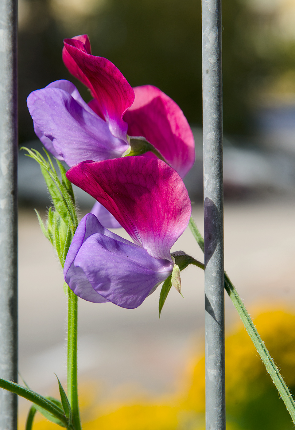 Изображение особи Lathyrus odoratus.
