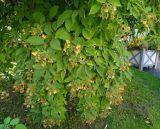 Изображение особи. Автор - Григорий Токарев