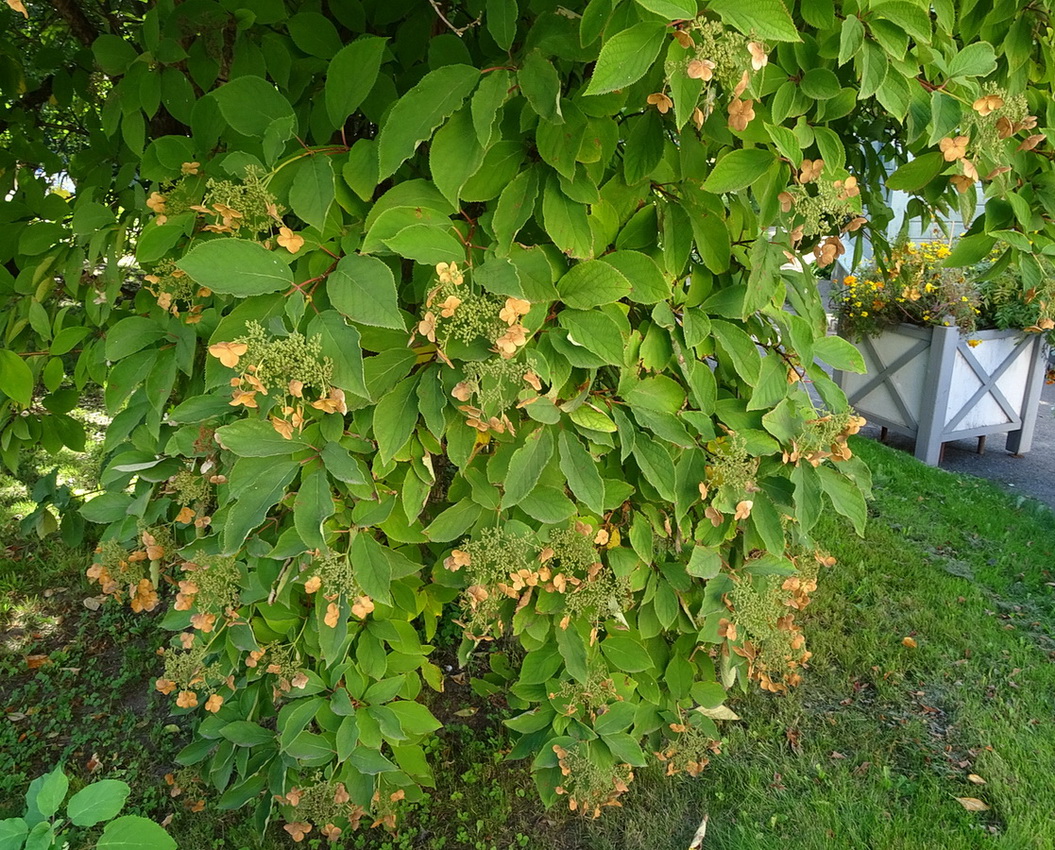 Изображение особи род Hydrangea.