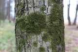 Melanelixia fuliginosa subspecies glabratula. Талломы на коре Tilia cordata. Тульская обл., окр. пос. Дубна, опушка лиственного леса Просек. 06.12.2025.