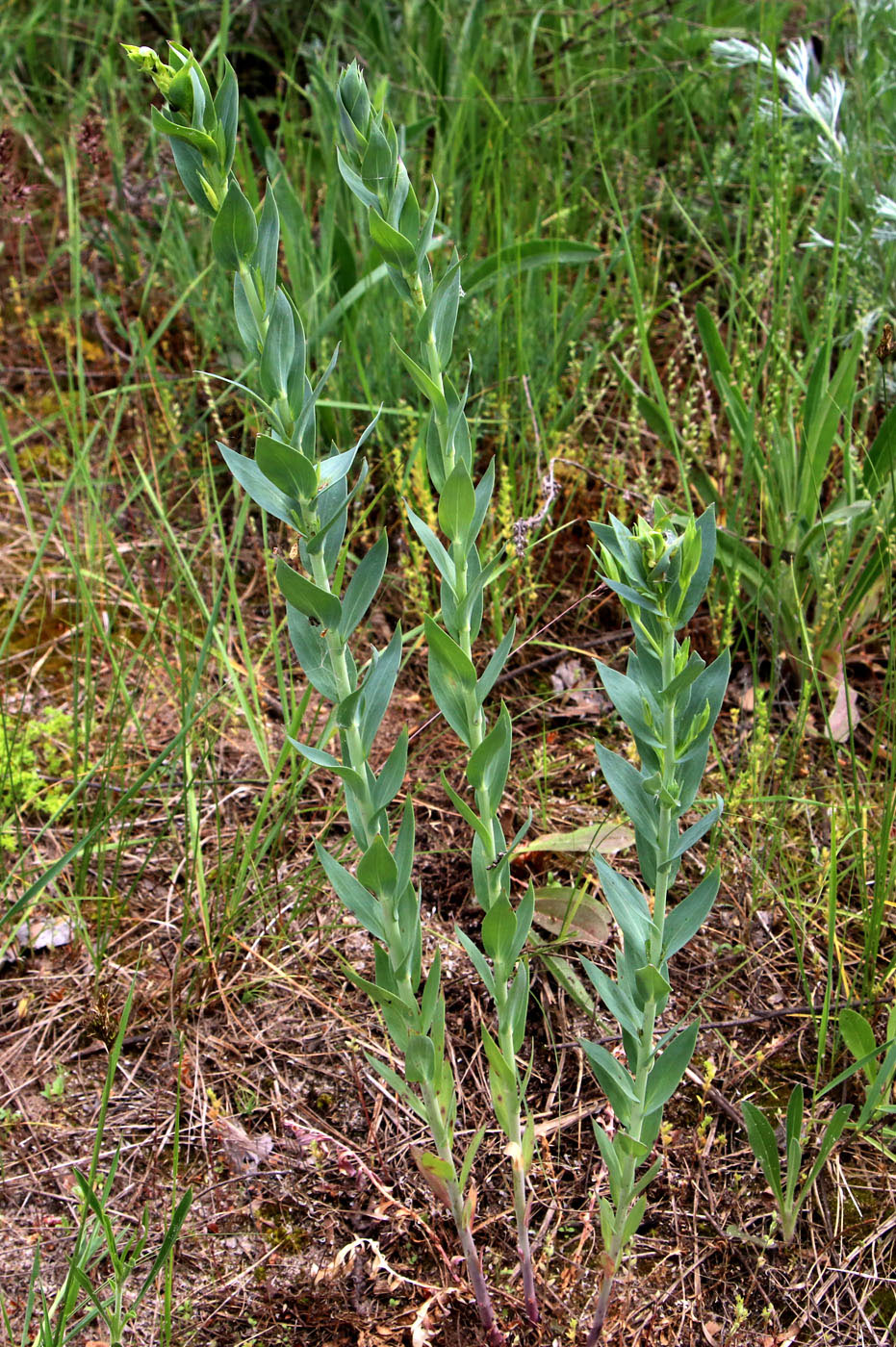 Image of Linaria genistifolia specimen.