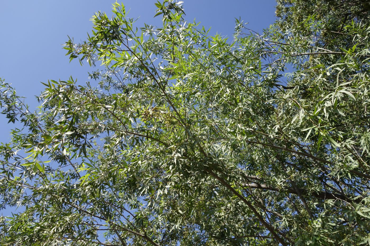 Image of Searsia lancea specimen.