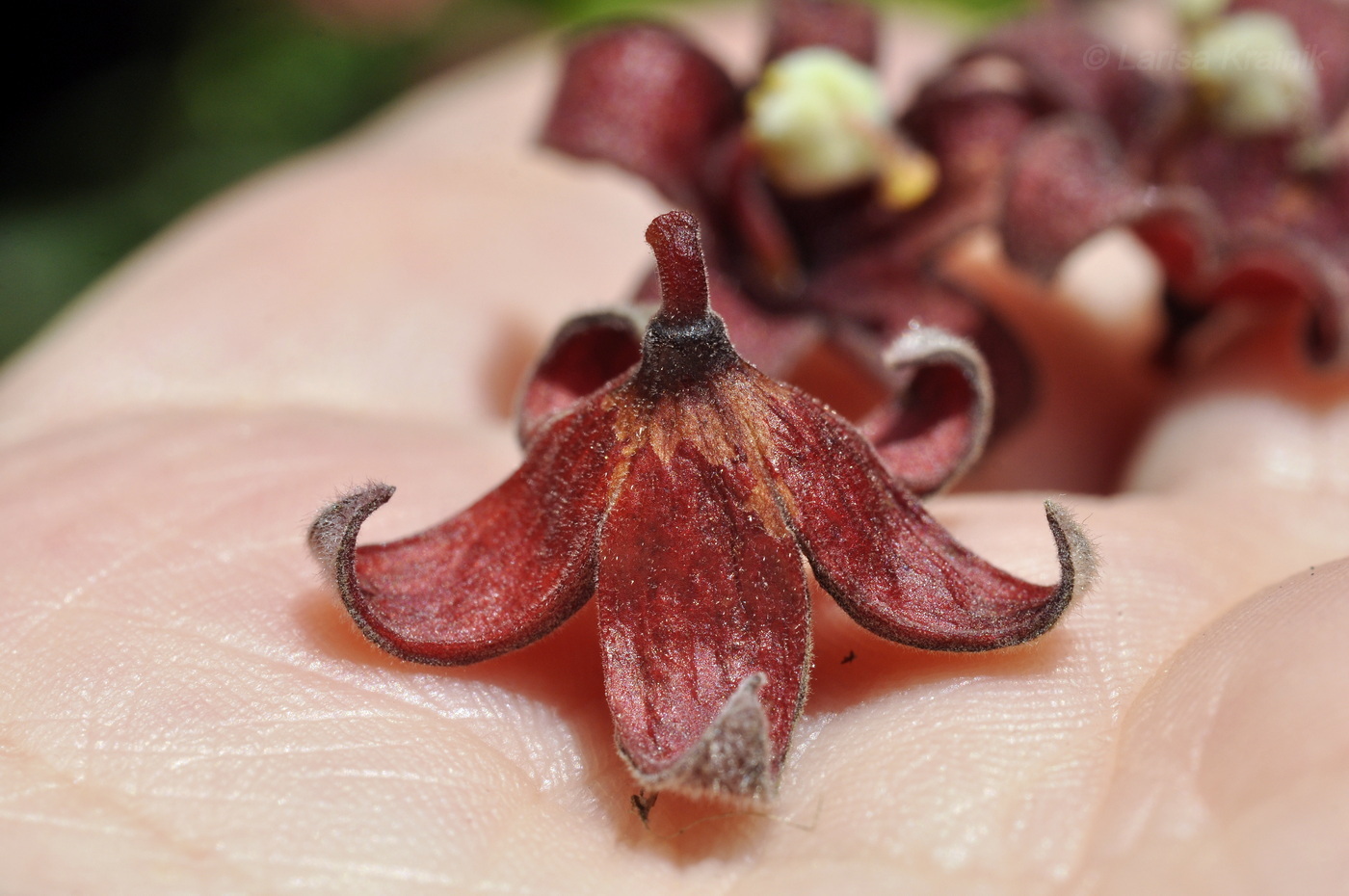 Изображение особи Sterculia foetida.